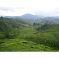 Malesia, un paese dove vivere